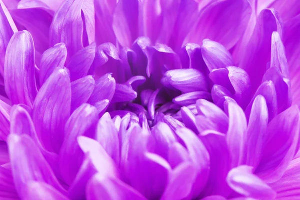 Цветочные лепестки фиолетовой хризантемы — стоковое фото