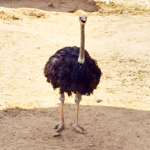 African Ostrich — Stock Photo, Image