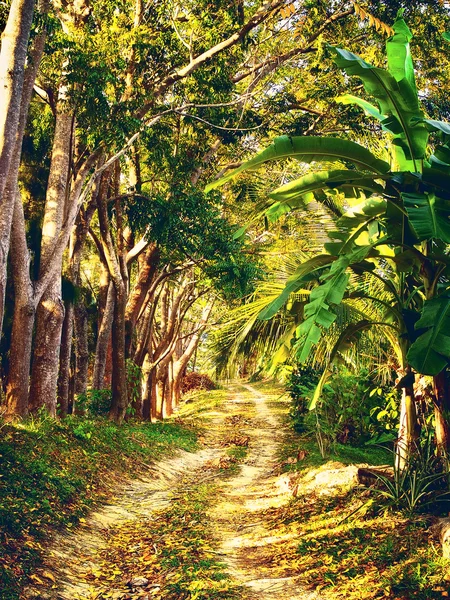 Camino en la selva — Foto de Stock