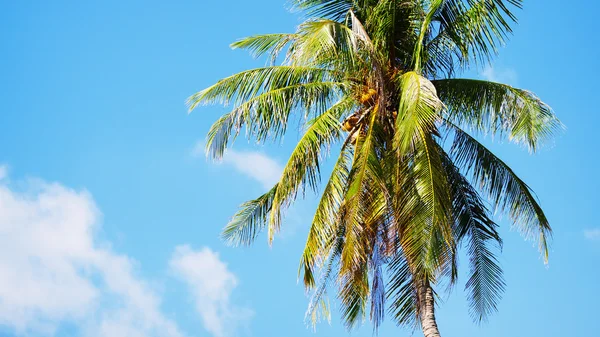 Coconut Palm — Stock Photo, Image