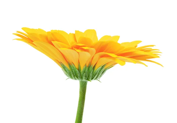 Yellow Gerbera — Stock Photo, Image