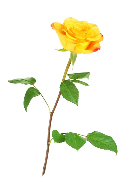 Gele rozenbloem — Stockfoto