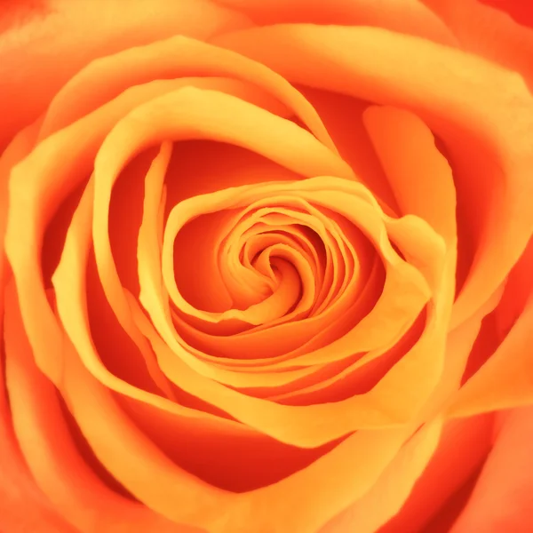 Orange Rose Flower — Stock Photo, Image