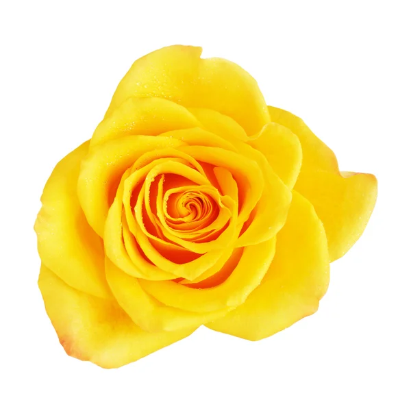 Fleur rose jaune — Photo