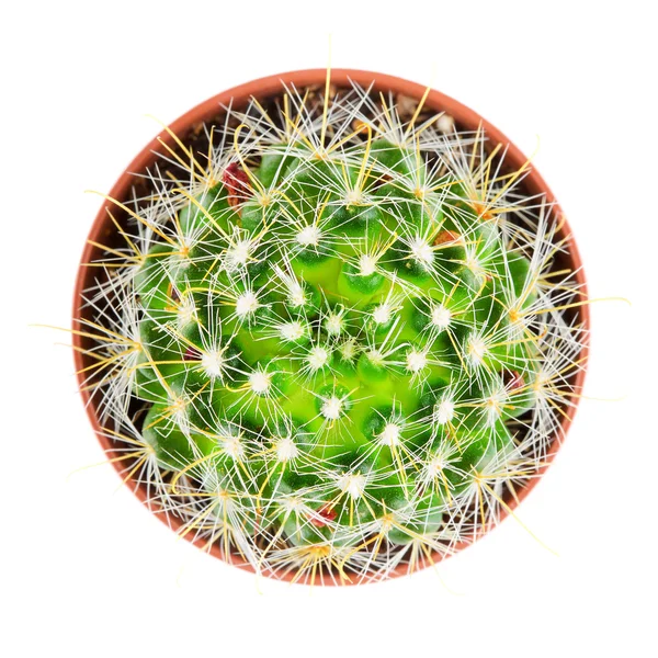 鉢植えなサボテン — ストック写真