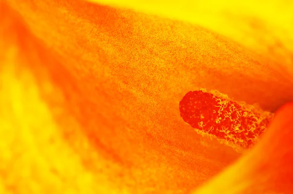 Naranja Calla Lily —  Fotos de Stock