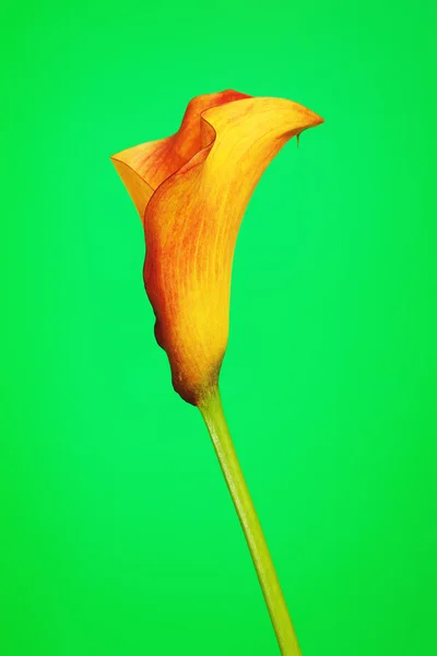 Naranja Calla Lily — Foto de Stock