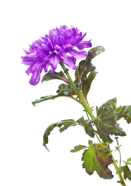 Flor de crisântemo violeta — Fotografia de Stock