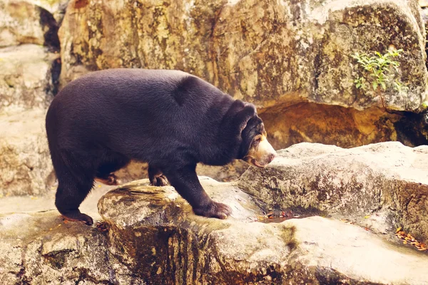 Malaysischer Sonnenbär — Stockfoto