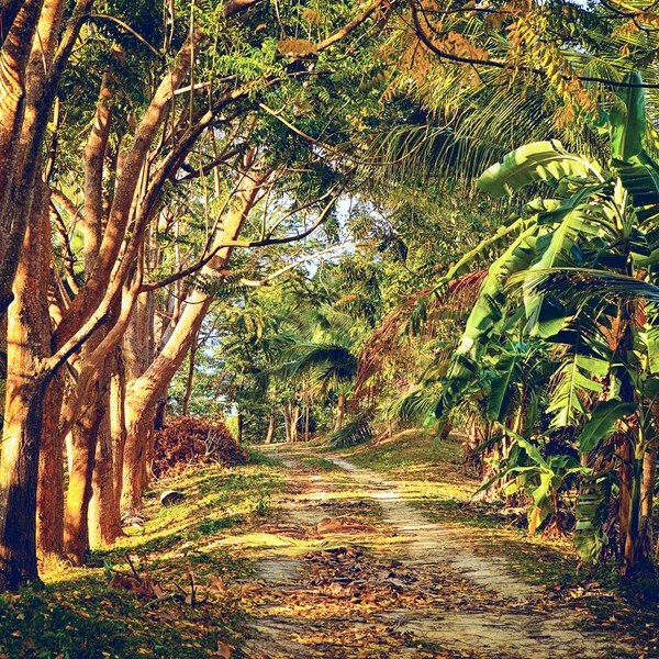 Road in Jungle — Stock Photo, Image