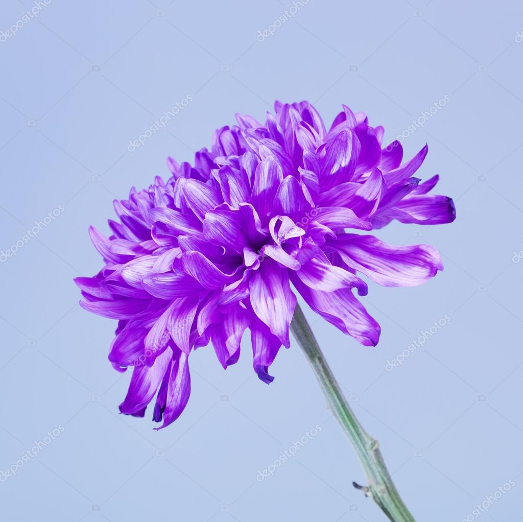 紫の菊の花 ストック写真 C Mr Brightside 4280
