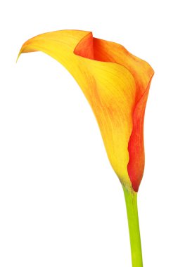 Turuncu calla lily