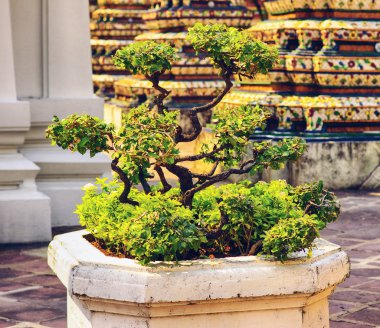 Bonsai Ağacı
