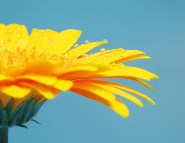 Sarı gerbera — Stok fotoğraf