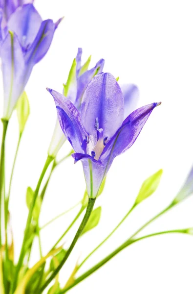 Brodiea kwiat — Zdjęcie stockowe