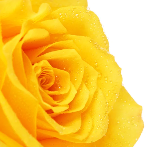 Fleur rose jaune — Photo
