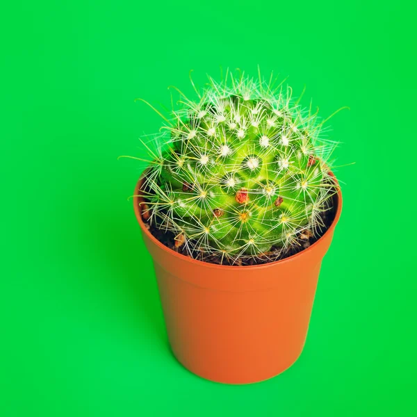 Cactus en maceta —  Fotos de Stock
