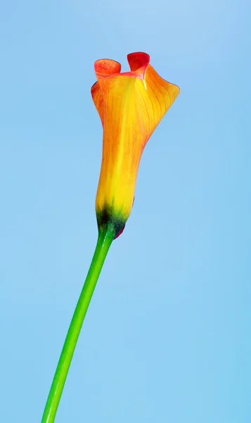 Orange Calla Lily — Stock Photo, Image