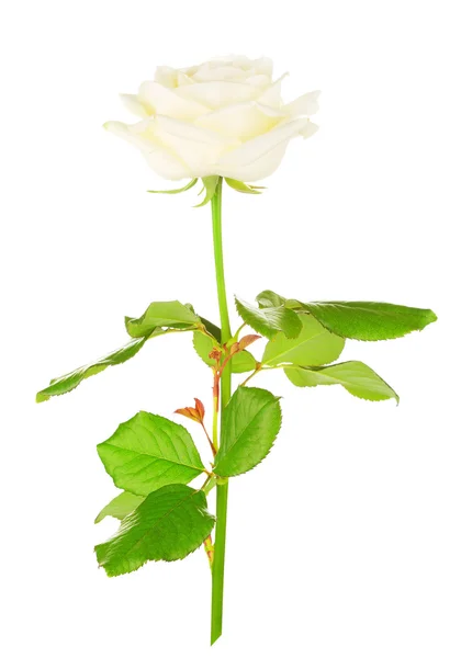 Белый розовый цветок Стоковая Картинка