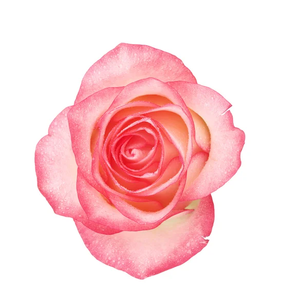 Rosa fiore di rosa — Foto Stock