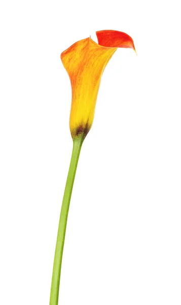Oranje Calla Lily Bloem — Stockfoto