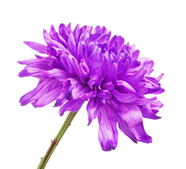Violette Chrysanthemenblüte — Stockfoto
