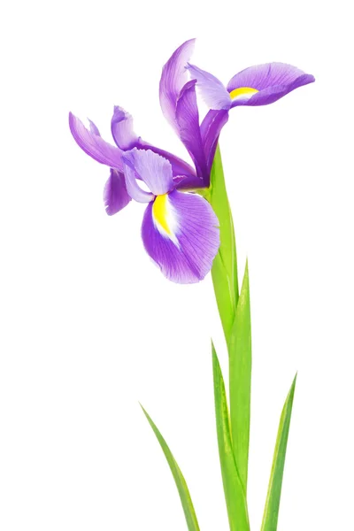 Flor de iris violeta — Foto de Stock