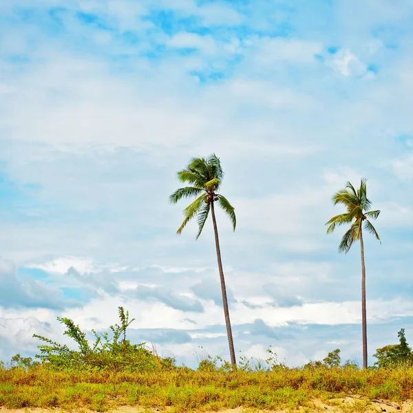 Dvě zelené palmy — Stock fotografie