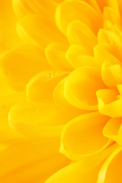 Цветочные лепестки жёлтой хризантемы Стоковое Изображение