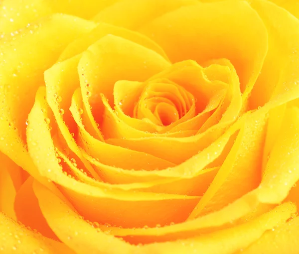 Желтая роза Стоковое Фото