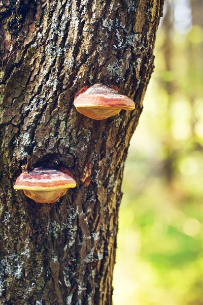 Polypore paddestoelen op een boom stam — Stockfoto