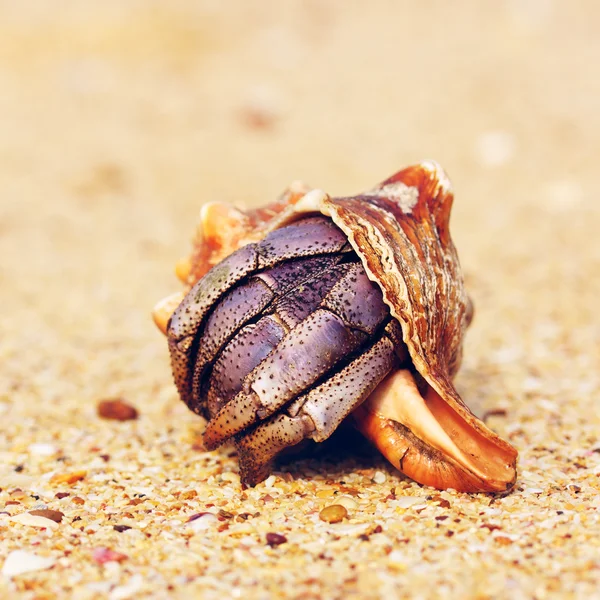 Heremietkreeften op strand — Stockfoto