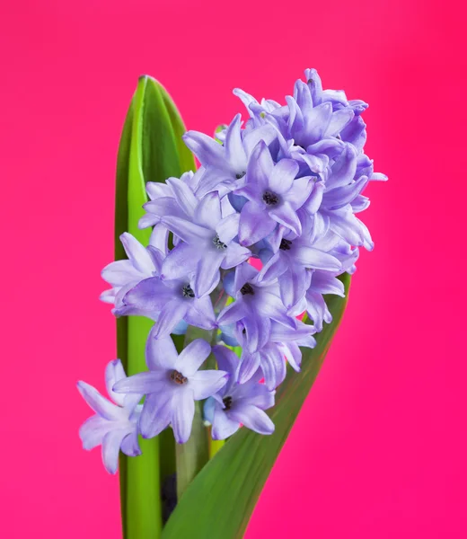 Niebieski kwiat hiacyntu — Zdjęcie stockowe