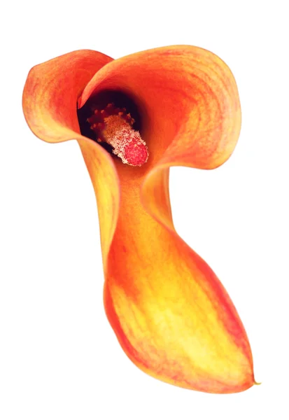 Naranja Calla Lily Flower — Foto de Stock