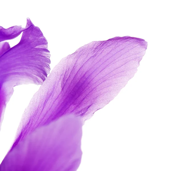 Iris violet pétales de fleurs — Photo