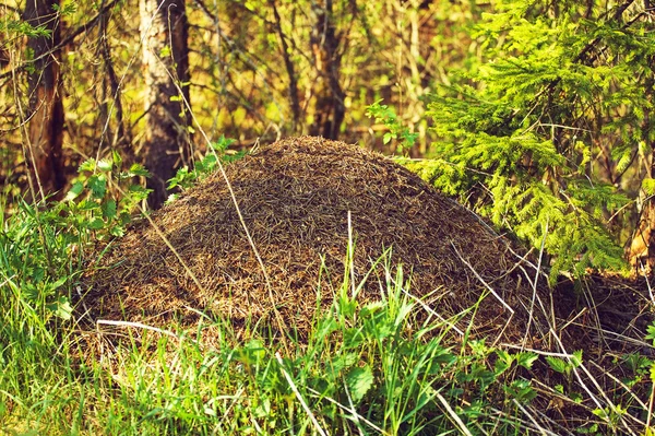 Grote mierenhoop in het bos — Stockfoto