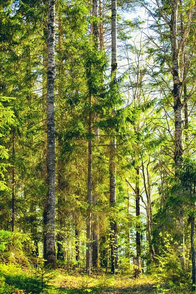 Floresta mista no verão — Fotografia de Stock