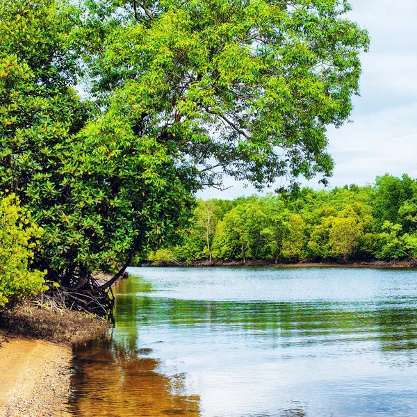 Mangroove rivier In Thailand — Stockfoto