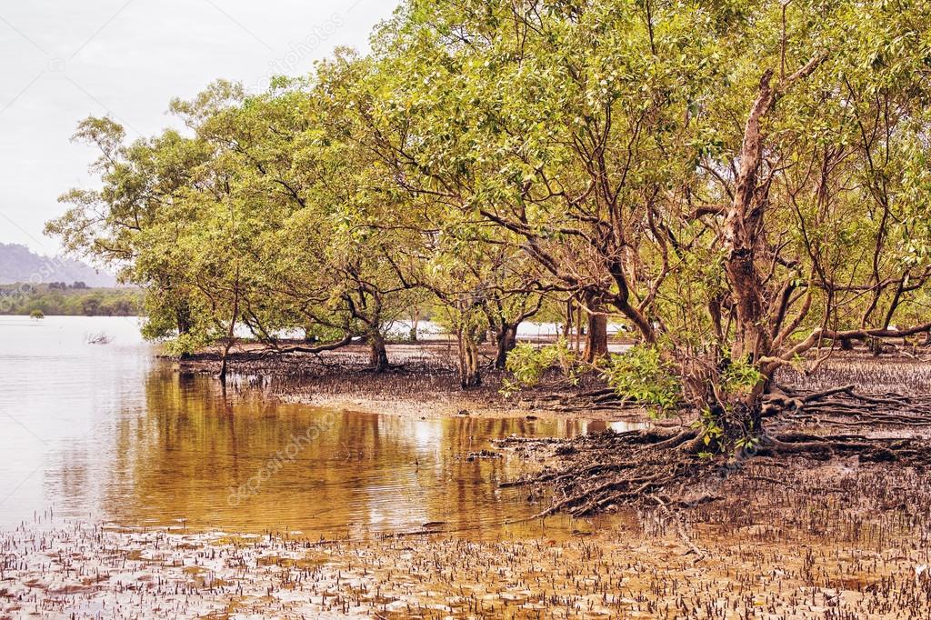 Thai Mangrove Swamp