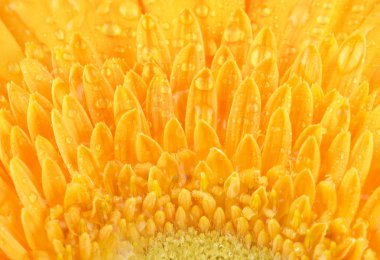 Sarı gerbera çiçek