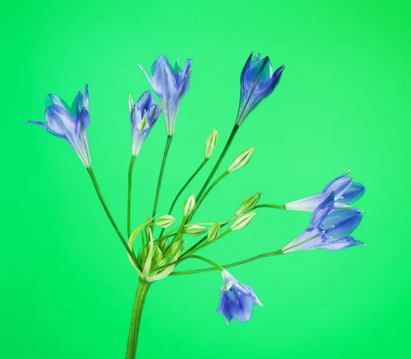 Brodiaea Fleur bleue — Photo