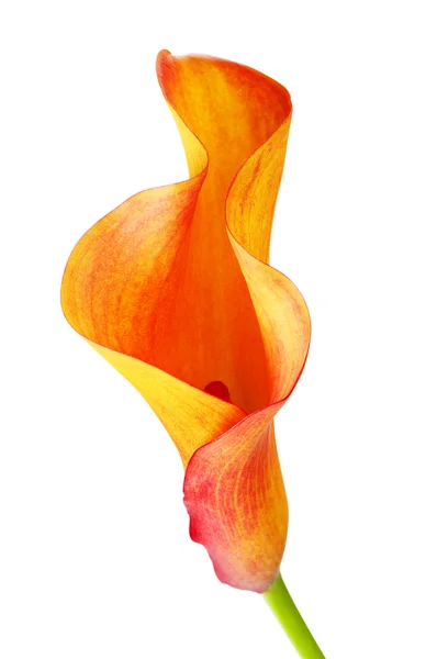 Oranžový Calla Lily Květina — Stock fotografie