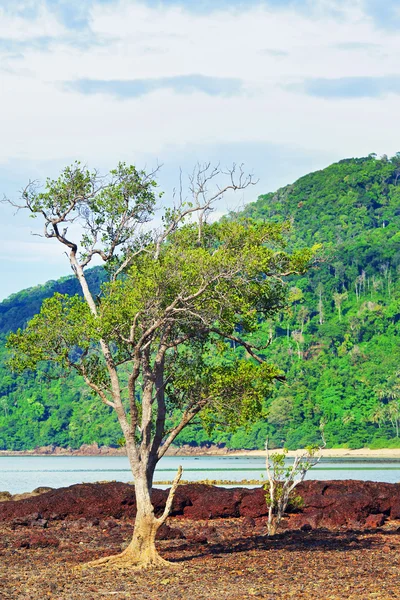 Maré baixa da costa rochosa — Fotografia de Stock