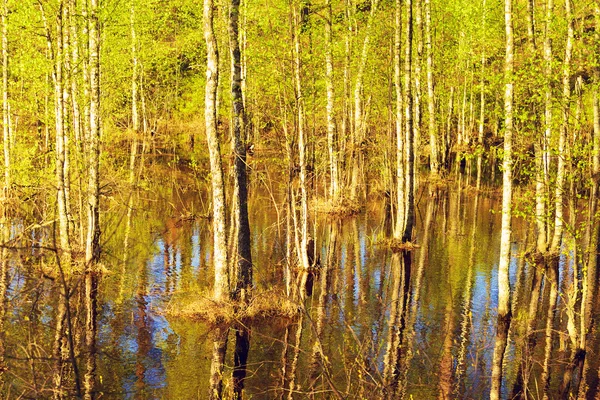 Bosque inundado en primavera —  Fotos de Stock