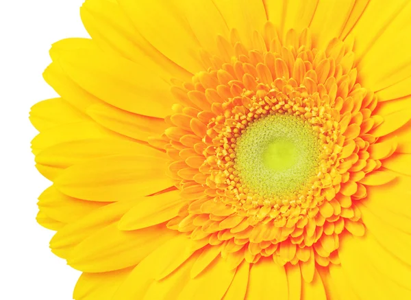 Yellow Gerbera Flower — Stock Photo, Image