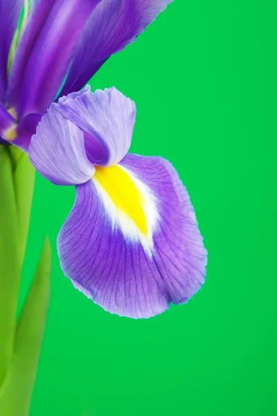 Blue Iris Flower Petal — Stock Photo, Image