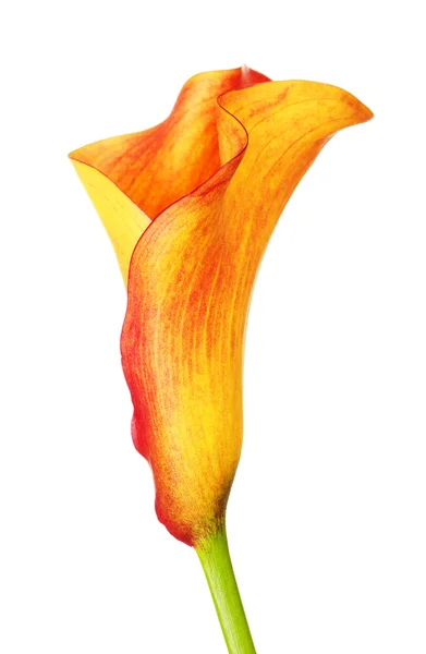 Oranžový Calla Lily Květina — Stock fotografie