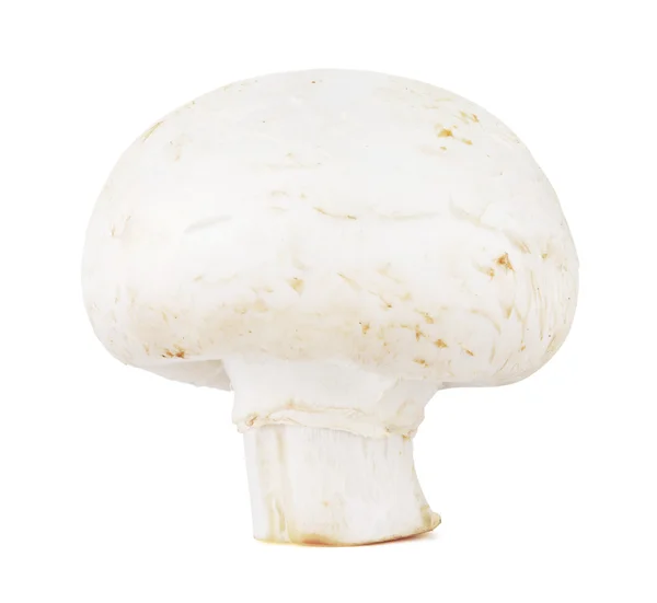 Fungo champignon fresco — Foto Stock