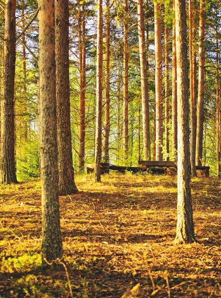 Bosque de pinos en verano —  Fotos de Stock