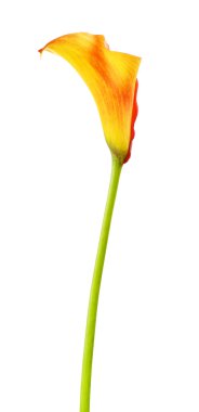 Turuncu Zambak Çiçeği